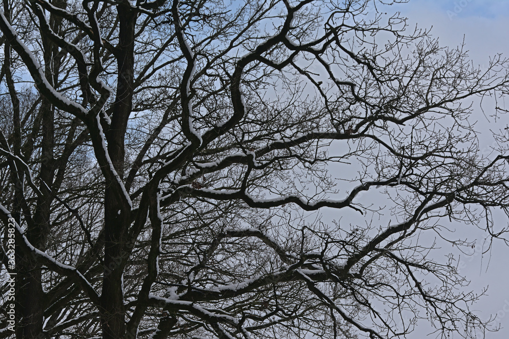 Detail of oak dark tree branches covered in snow against soft clouds. Detail of oak dark tree branches covered in snow against soft clouds.
