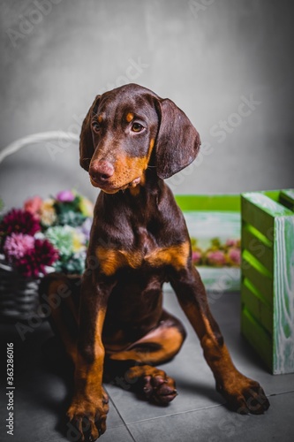 cute brown doberman puppies photoshoot