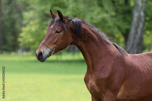 Portrait of a beautiful young chestnut horse with mane stands on natural summer background, head closeup