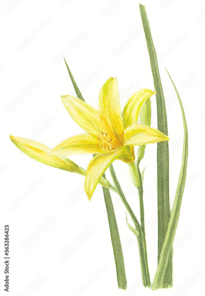 Watercolor drawing of a blooming yellow daylily with green leaves and ...