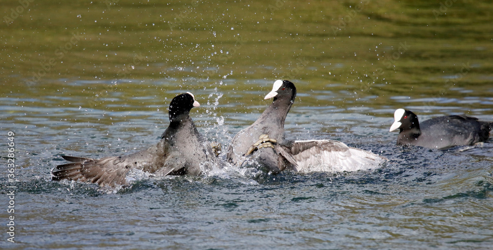Fototapeta premium Male coots fighting over breeding territory and females
