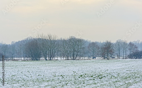 Snow farm landscape with trees on a cloudy and hazy winter day, Ursel, Flanders, Bbelgium 