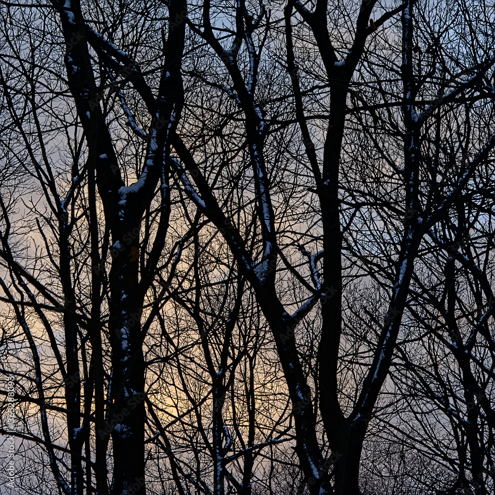 Bare ash tree stems and branches in silhouette against a winter evening sky in a forest in the flemish countryside Bare ash tree stems and branches in silhouette against a winter evening sky in a forest in the flemish countryside