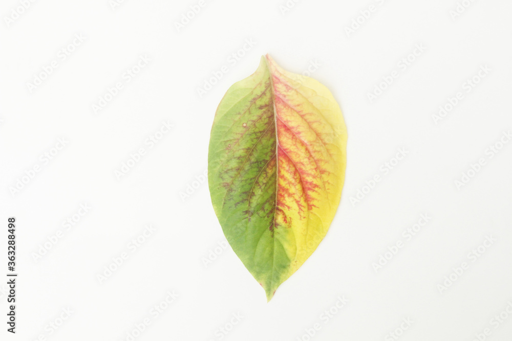 Obraz premium Coloured leaves on isolated bakcground, Sao Paulo, Brazil