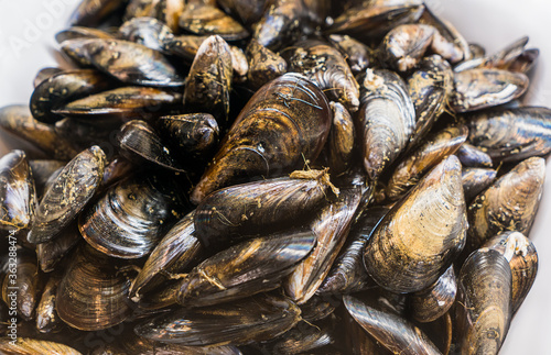 pile of fresh mussels