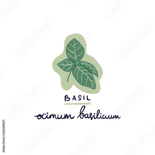 hand drawn herb basil vector illustration.