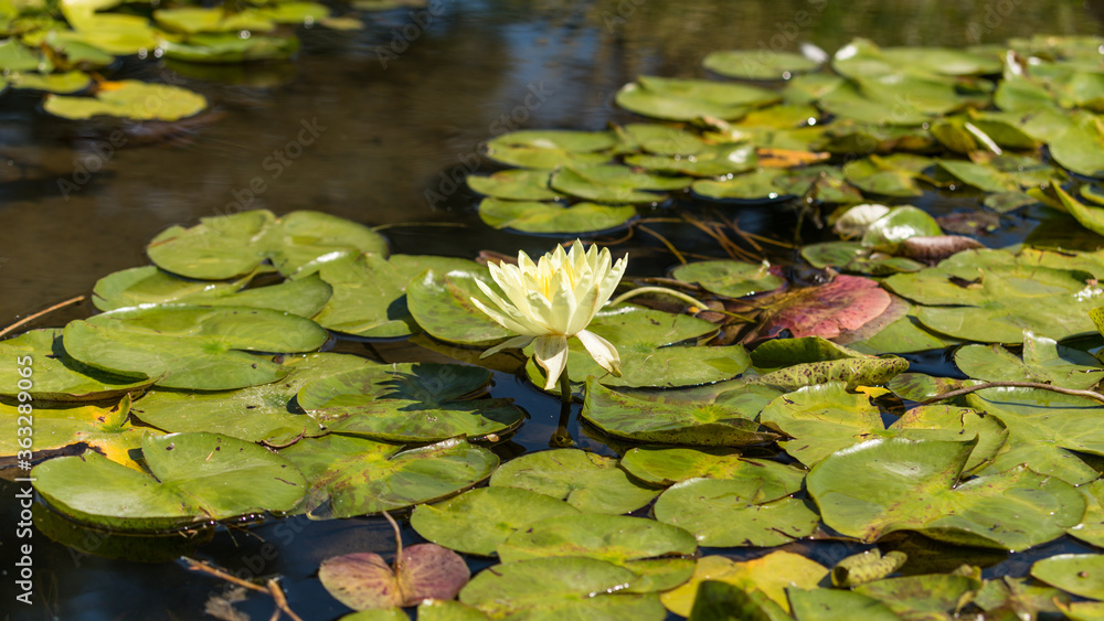 Colored Flower growing in the lake surrounded by water lilies Colored Flower growing in the lake surrounded by water lilies