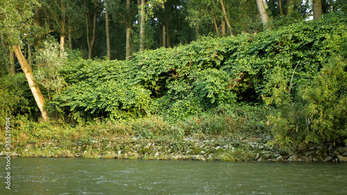 Knotweed Japanese river, invasive expansive species of dangerous plants leaf in shrub bushes growth lush, leaves Reynoutria Fallopia japonica intruder neophyte calamity flowers gatecrasher herbicides photo