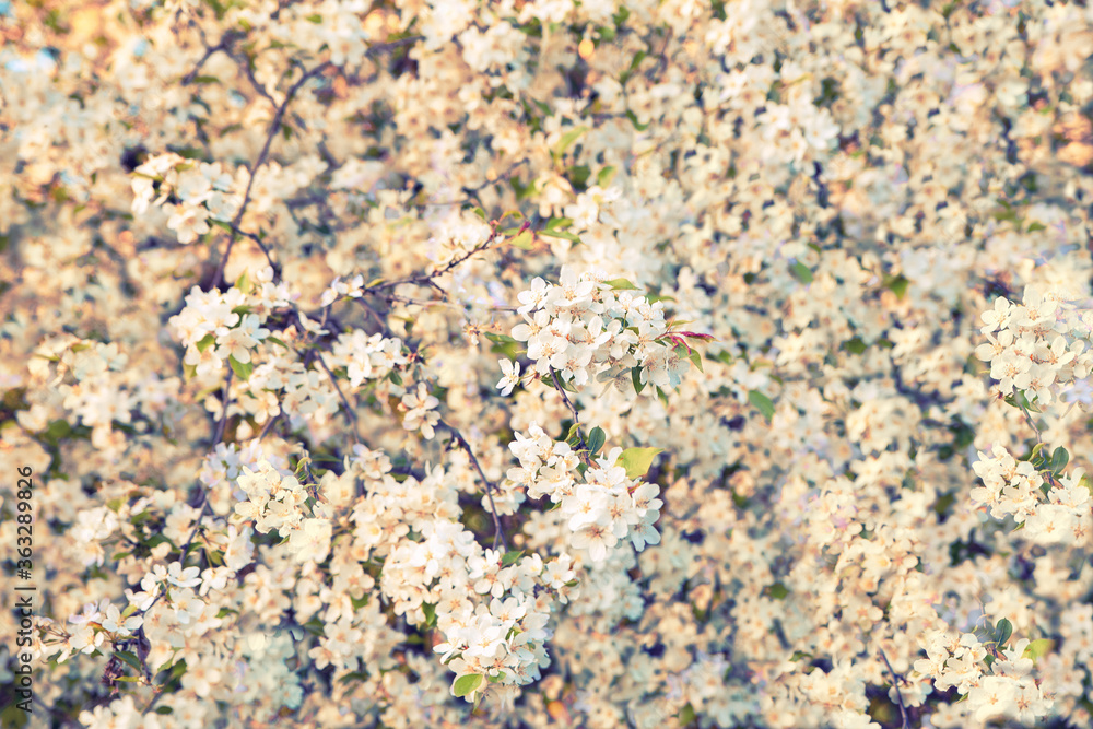 spring background of a blossoming white apple tree spring background of a blossoming white apple tree