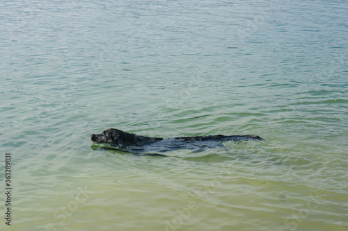 Black dog swimming in lake