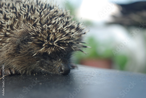 Forest animal, hedgehog