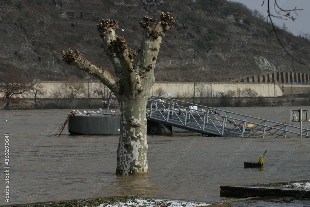 Hochwasser am Rhein