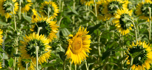 I girasoli in estate con i loro petali giallo oro