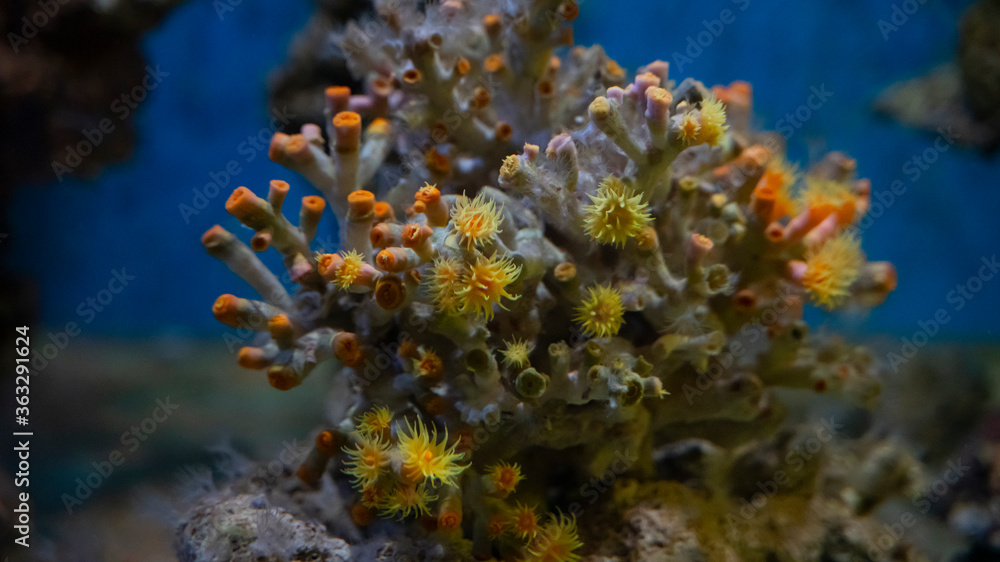 Naklejka premium Underwater beautiful orange big coral, blue background