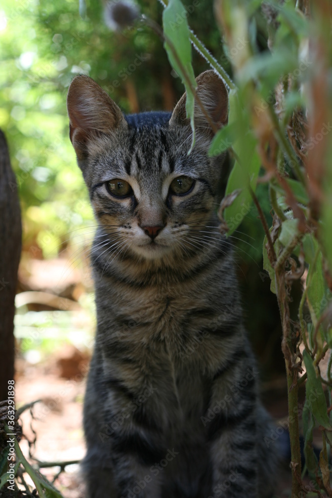 cat in the garden