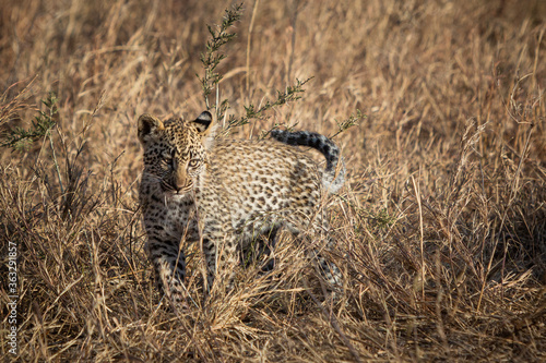 Fotografering Leopard Walking On Grassy Land In Forest