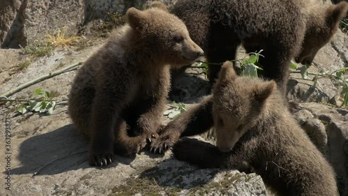 Three Bearcubs playing and biting each other on rock