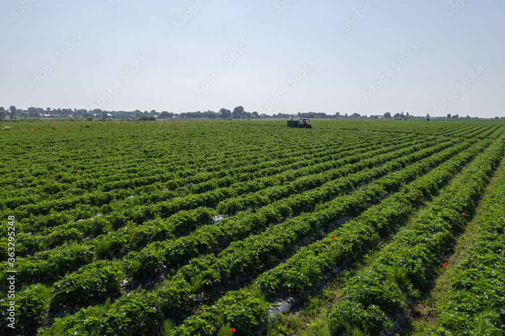 Strawberry fields, Agriculture farm of the strawberry field of biotechnology. Plantation of berries on a farm on a sunny day. Growing organic strawberries. Eco-friendly products. Agro business.