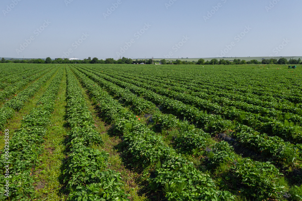 Strawberry fields, Agriculture farm of the strawberry field of biotechnology. Plantation of berries on a farm on a sunny day. Growing organic strawberries. Eco-friendly products. Agro business.