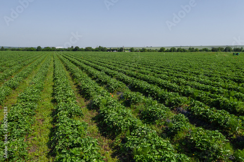 Strawberry fields  Agriculture farm of the strawberry field of biotechnology. Plantation of berries on a farm on a sunny day. Growing organic strawberries. Eco-friendly products. Agro business.