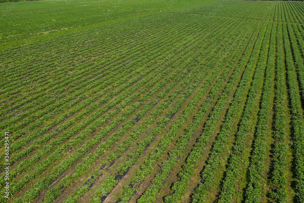 Strawberry fields, Agriculture farm of the strawberry field of biotechnology. Plantation of berries on a farm on a sunny day. Growing organic strawberries. Eco-friendly products. Agro business.