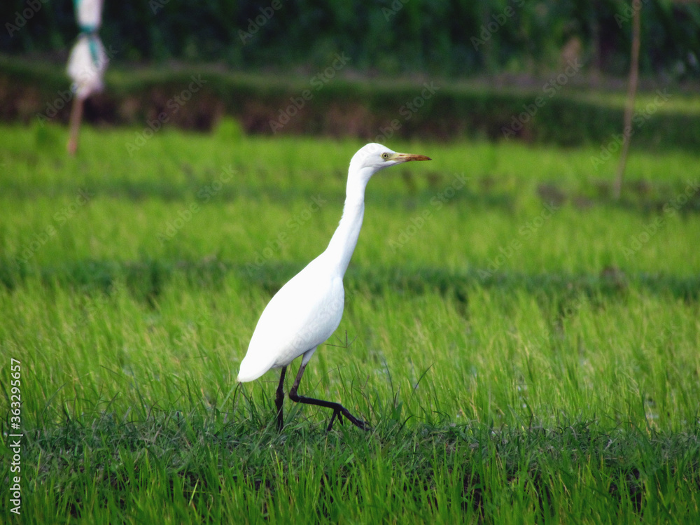 Obraz premium great white heron