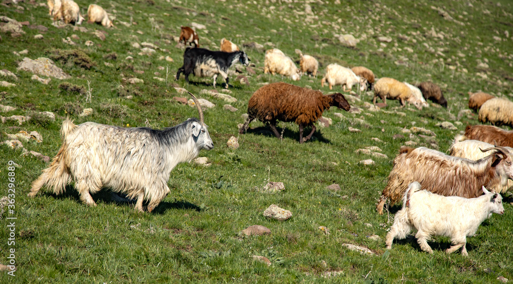Obraz premium goats and sheep
