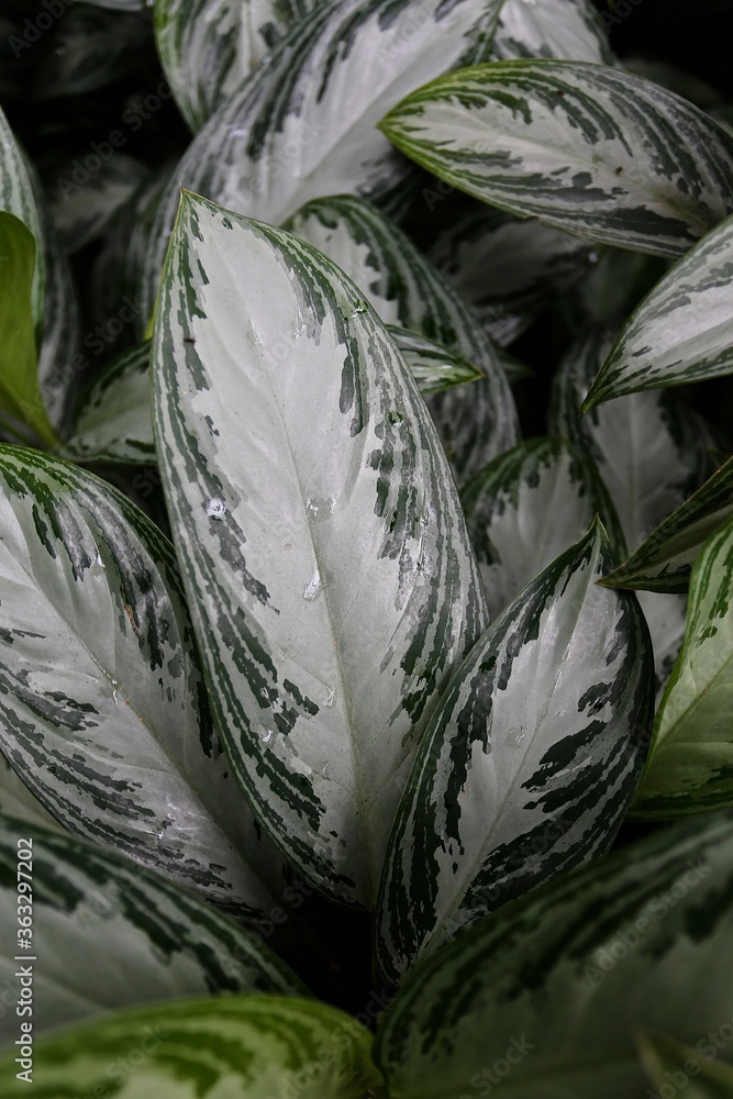 Obraz premium Palmen garden macro 