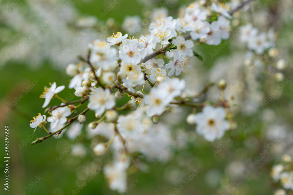 False jasmine, mock-orange, Philadelphus in bloom. False jasmine, mock-orange, Philadelphus in bloom.
