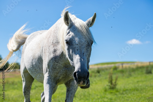 An adult white steed against a blue sky and green fields
