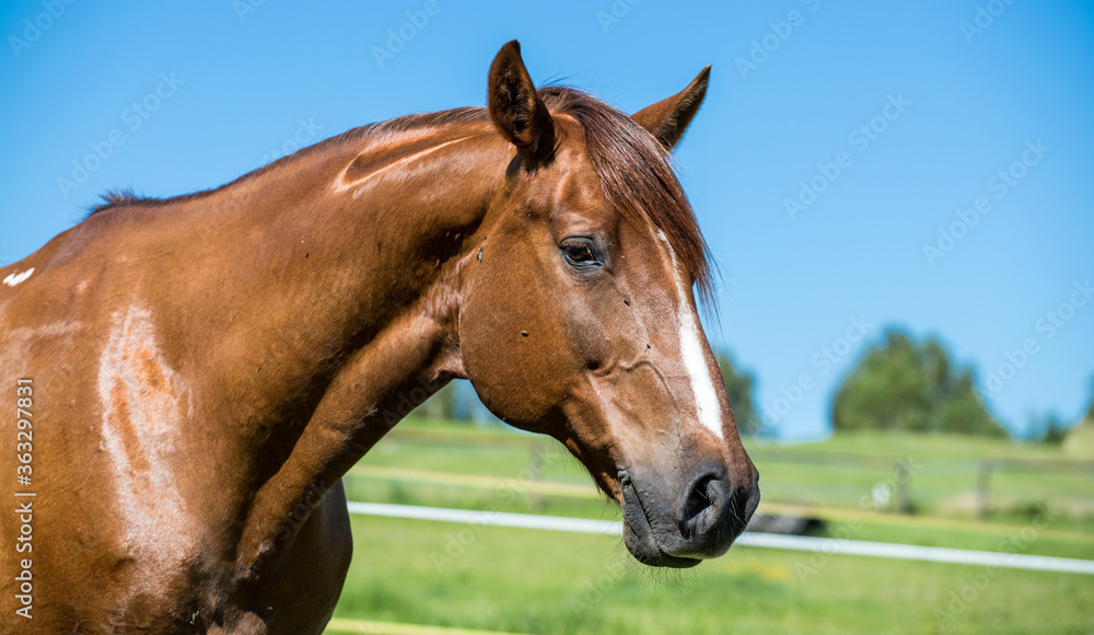 Brown horse against blue sky close up shot