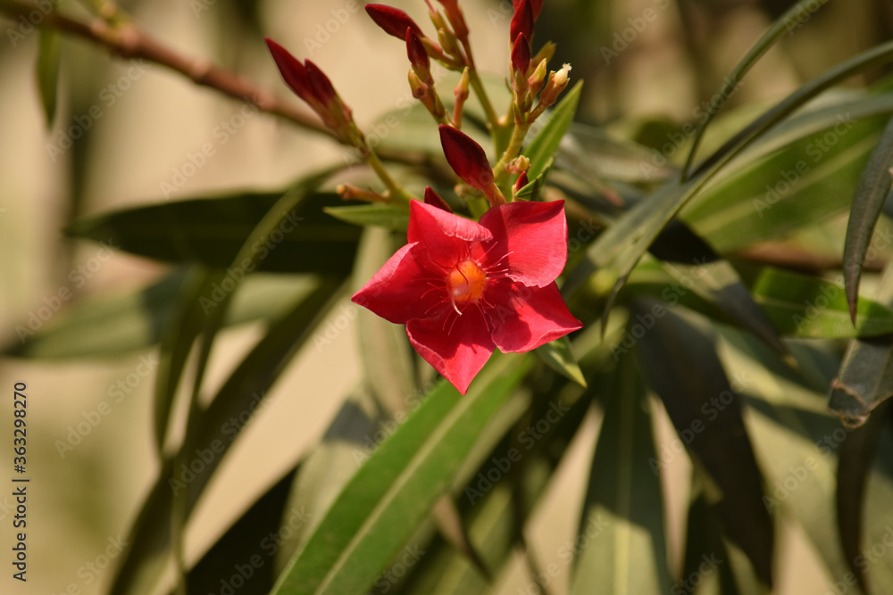 Oleander flower with evergreen, beautiful blossoms, of fragrant pink flowers in bunches Oleander flower with evergreen, beautiful blossoms, of fragrant pink flowers in bunches
