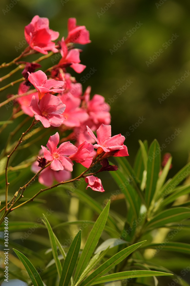 Oleander flower with evergreen ,Beautiful blossoms, of fragrant pink flowers in bunches Oleander flower with evergreen ,Beautiful blossoms, of fragrant pink flowers in bunches