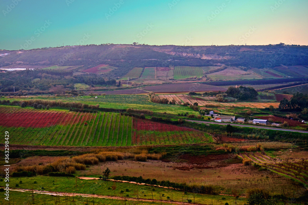 vineyard in portugal