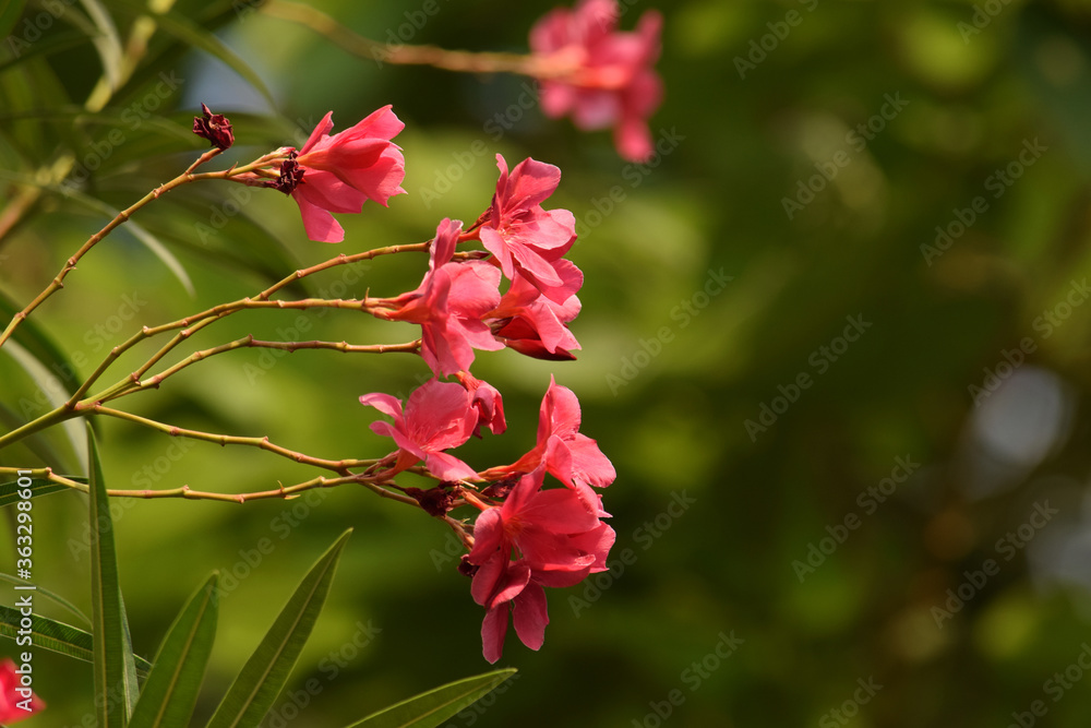 Oleander flower with evergreen ,Beautiful blossoms, of fragrant pink flowers in bunches Oleander flower with evergreen ,Beautiful blossoms, of fragrant pink flowers in bunches