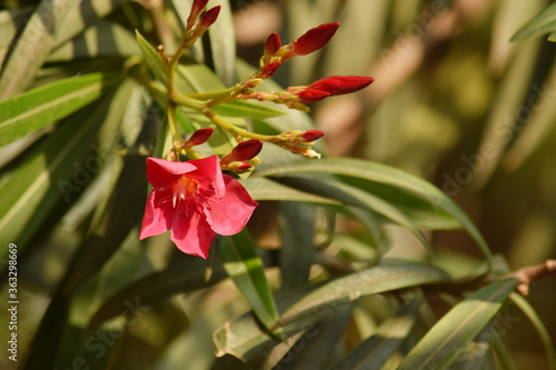 Oleander flower with evergreen ,Beautiful blossoms, of fragrant pink flowers in bunches
