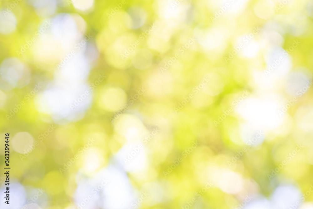 Obraz premium Abstract Bokeh green nature blurry background, view of blurred greenery background or evergreen backdrop
