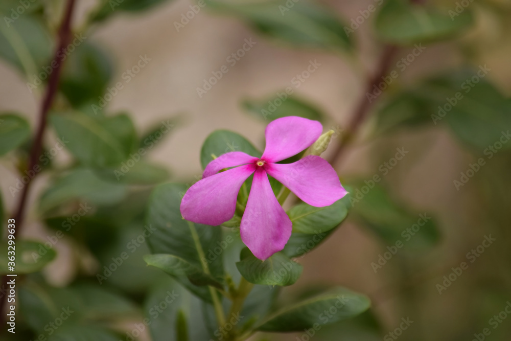 fresh natural flower in pink color with blurred background fresh natural flower in pink color with blurred background