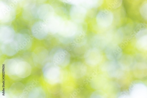Abstract Bokeh green nature blurry background, view of blurred greenery background or evergreen backdrop