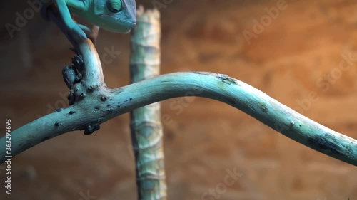 Veiled chameleon walking in terrarium