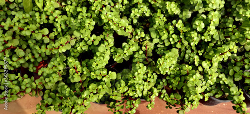 Elephant bush small leaves plant in cluster