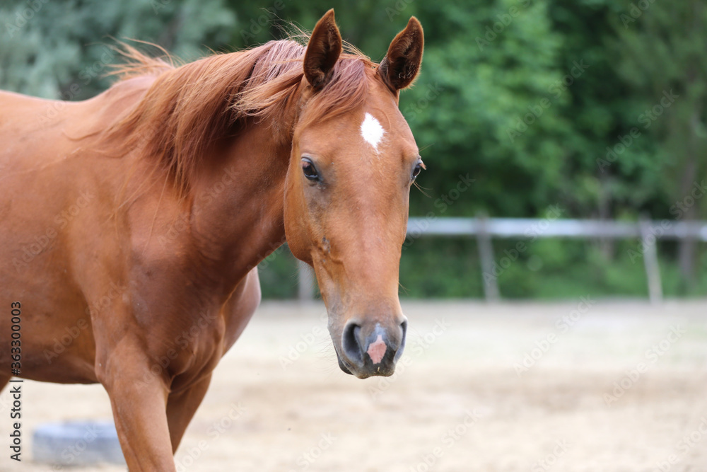 Head shot portrait close up of a beautiful saddle horse at summer paddock Head shot portrait close up of a beautiful saddle horse at summer paddock