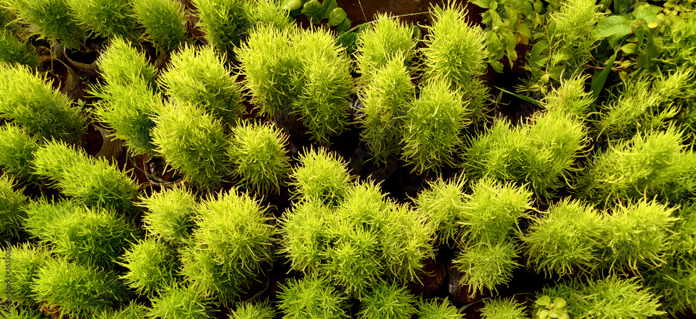 Bassia scoparia shrubs and plants from top angle Bassia scoparia shrubs and plants from top angle