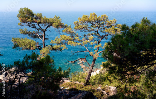 Fototapeta Naklejka Na Ścianę i Meble -  Beautiful landscape. Pine forest in the hills on the shore of the blue sea. Mediterranean Sea, travel to Turkey. Faralya Village