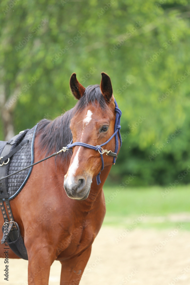 Fototapeta premium Head shot portrait close up of a beautiful saddle horse at summer paddock