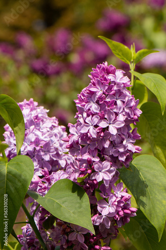 Delicate lilac flowers close up on a tree branch