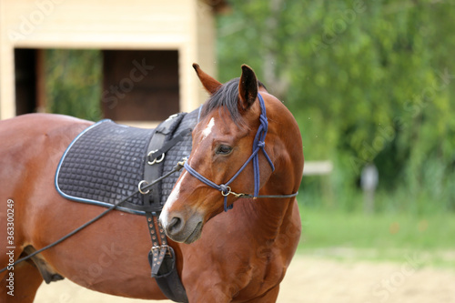 Head shot portrait close up of a beautiful saddle horse at summer paddock