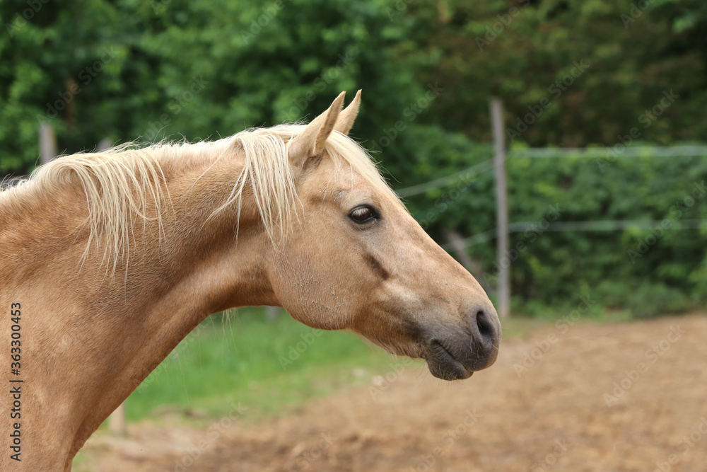 Fototapeta premium Head shot portrait close up of a beautiful saddle horse at summer paddock
