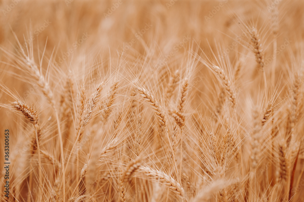 Ripe golden wheat close-up. Wheat fields. Beautiful nature Landscape. Rural landscapes. The concept of a rich harvest. Ripe golden wheat close-up. Wheat fields. Beautiful nature Landscape. Rural landscapes. The concept of a rich harvest.
