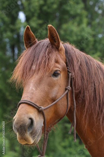 Head shot portrait close up of a beautiful saddle horse at summer paddock